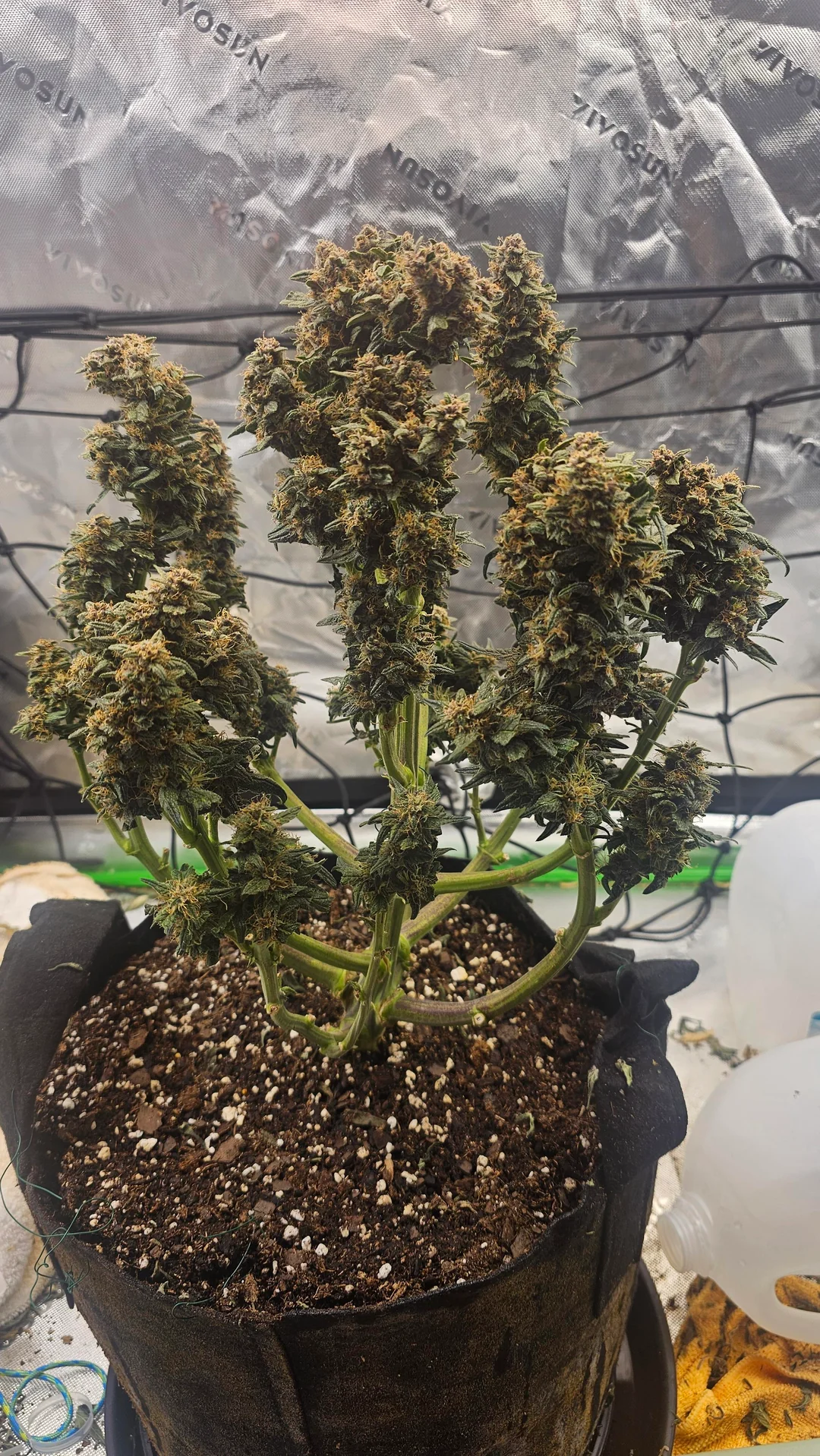 Granddaddy Purple — Indica cannabis at Rise Dispensary