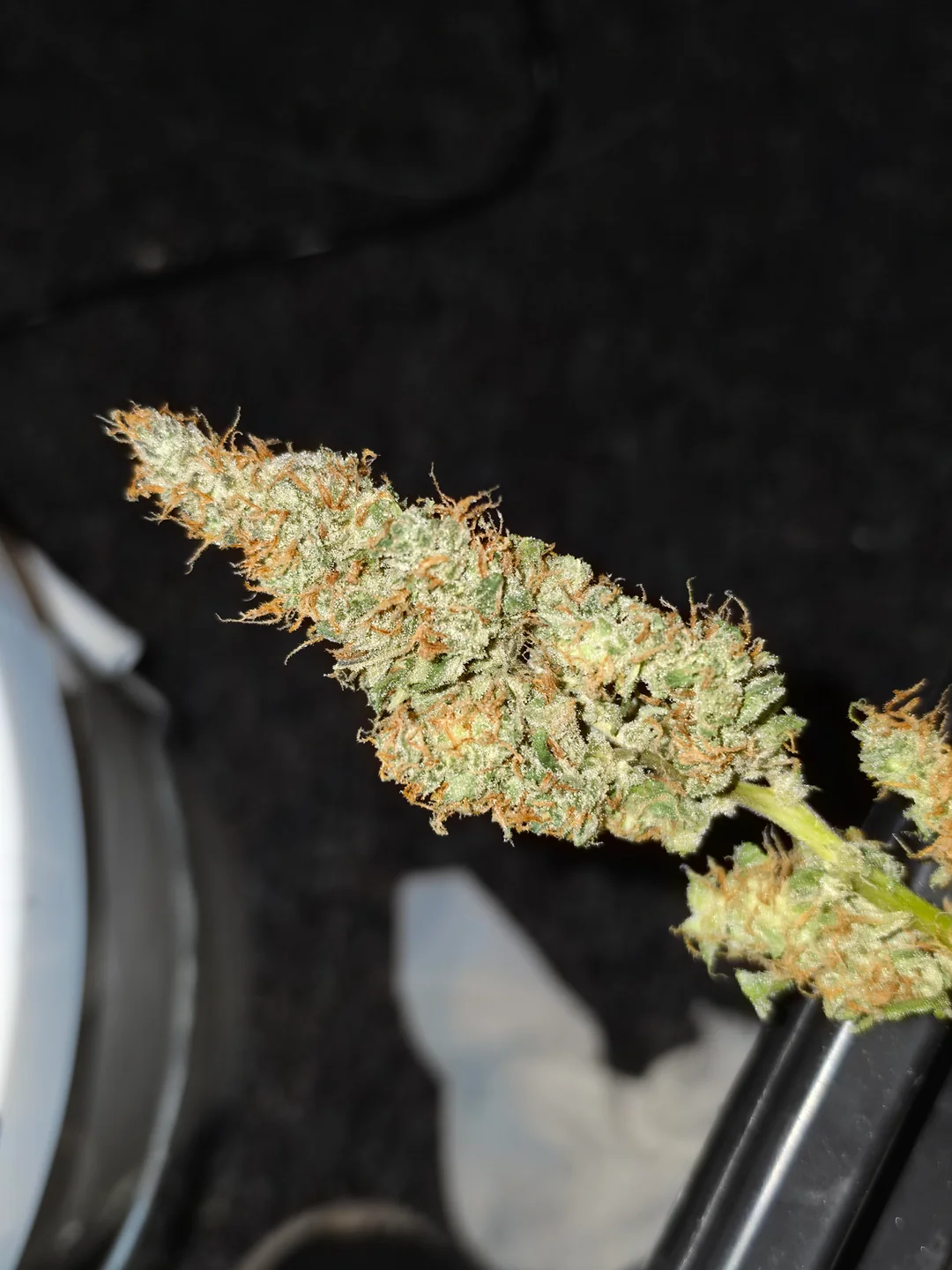 Northern Lights — Indica cannabis at Rise Dispensary