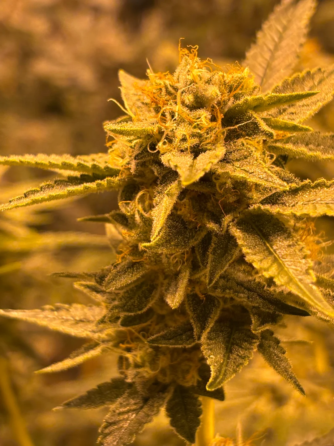 OG Kush — Indica cannabis at Rise Dispensary
