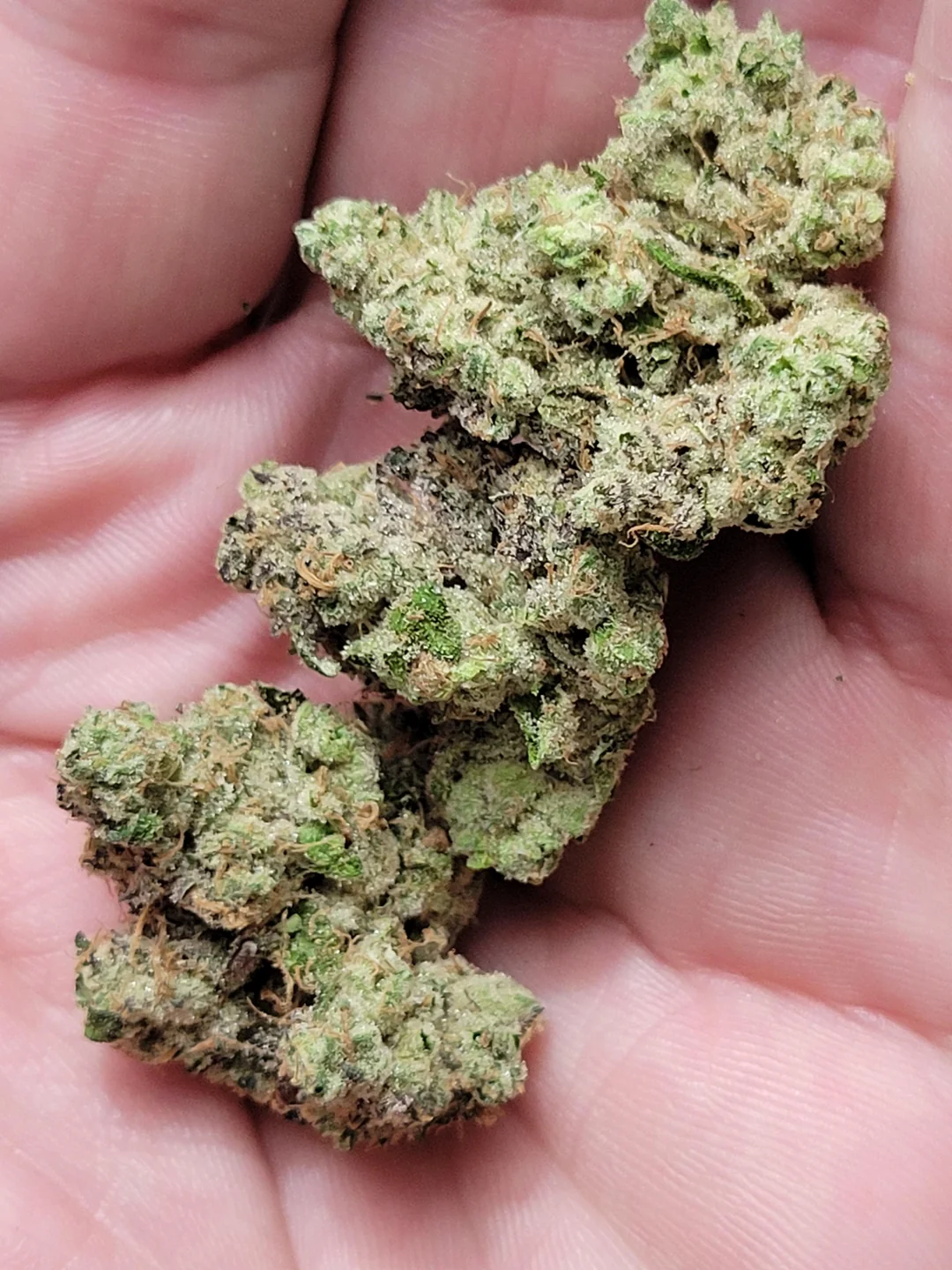Sour Diesel — Sativa cannabis at Rise Dispensary