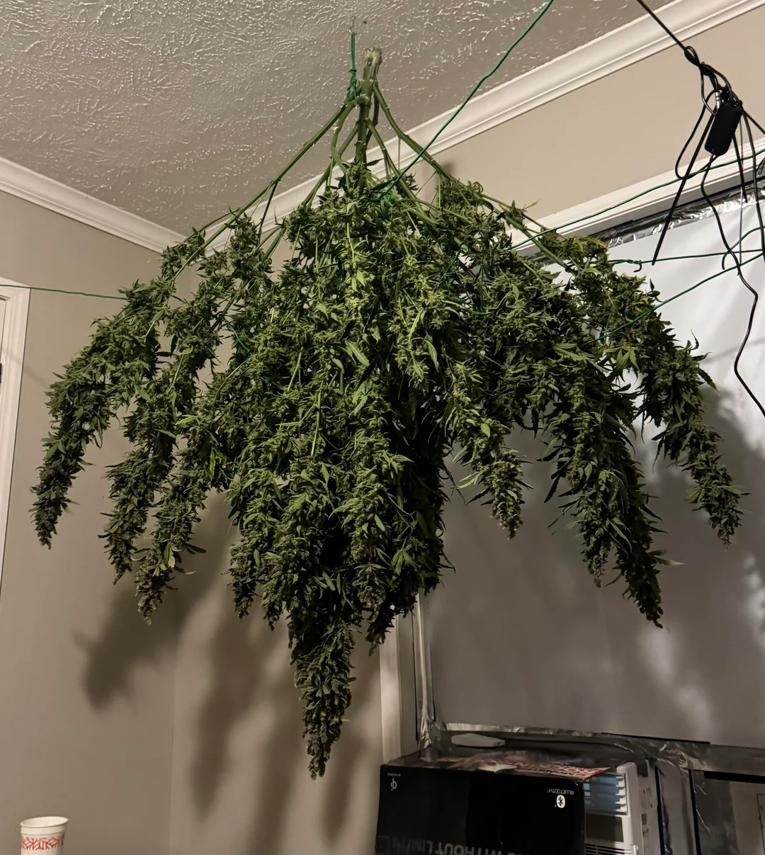 White Widow — Hybrid cannabis at Rise Dispensary
